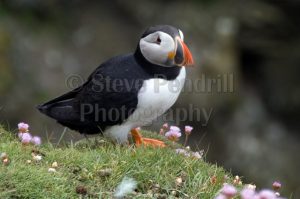 puffin