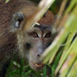 monkey, Philippines