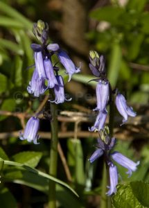 Bluebells