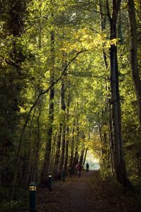 The path cuts throughlines of  tall trees