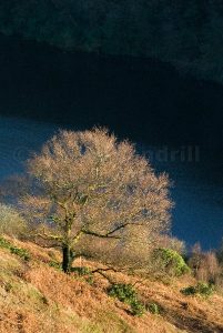 Grizedale Reservoir