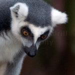 Striking face, one of the many lemurs at the park.