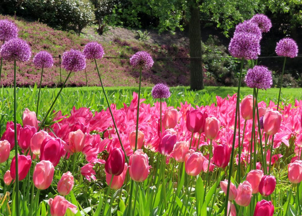 tulips