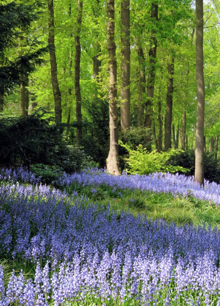 bluebells