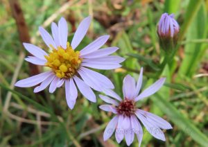 sea aster