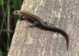 common lizard