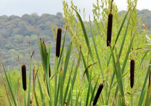 bullrushes